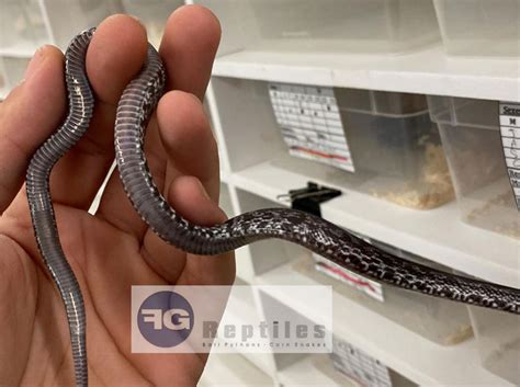 Black Diamond Corn Snake Melanistic Morph In Corn Snake Guttatophiles