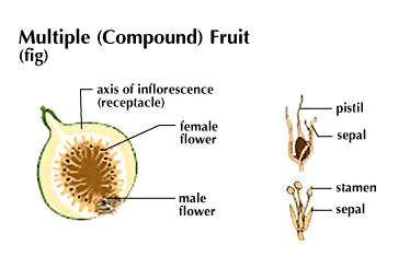 Multiple fruit - Alchetron, The Free Social Encyclopedia