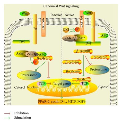 The Wnt Signaling Pathway Wnt Binds To The Classical Receptor Frizzled Download Scientific