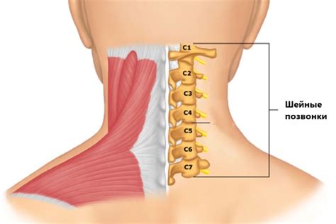 7 Позвонок Шейного Отдела Фото — Фото