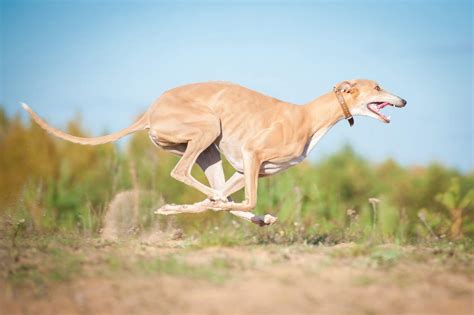 Greyhound Hunde
