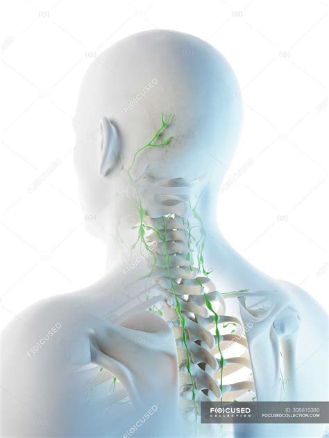 Posterior Cervical Lymph Nodes : Swollen Posterior Cervical Lymph Nodes