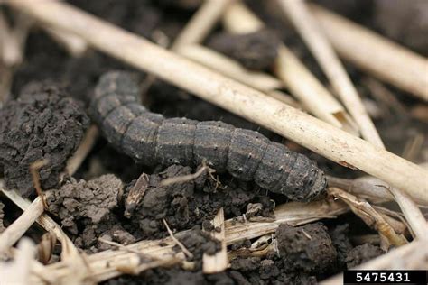 Management And Identification Of Common Cutworms In Corn Crop Science Us