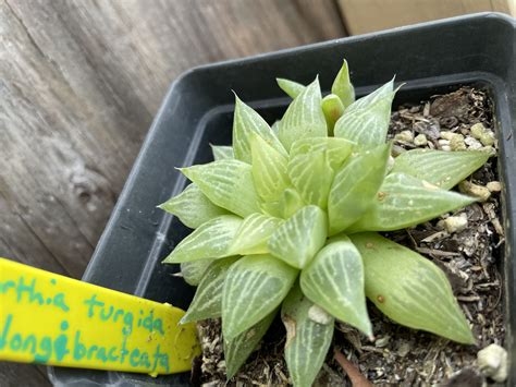 Haworthia Turgida The Garden Hows
