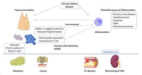 End Stage Renal Disease Related Inflammaging Main Causes And