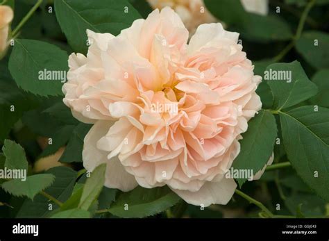 Rosa tea clipper rose hi-res stock photography and images - Alamy