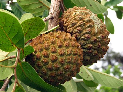 Frutas Do Mato Grosso - 10 pratos típicos do Mato Grosso do Sul que todo goiano precisa ...