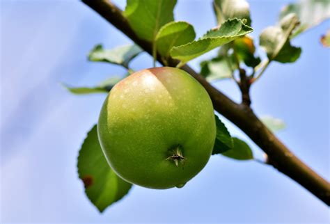 10 000 kostnadsfria bilder med Äpple och Frukt Pixabay