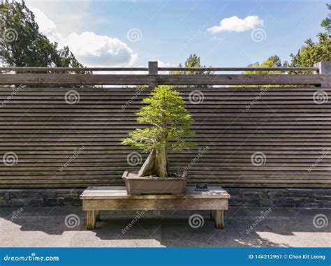 Beautiful Bonsai Olive Trees Olea Europaea On White Fasade Stadium