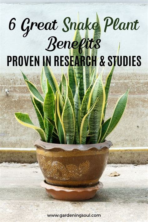Snake Plant Benefits In Bedroom Feng Shui | www.cintronbeveragegroup.com