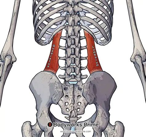 Flexor Carpi Ulnaris Muscle Anatomy Bodyworks Prime