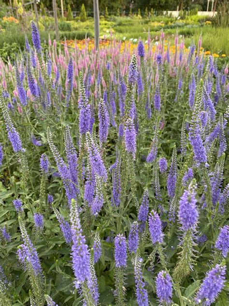 Контакты — Питомник Летний сад