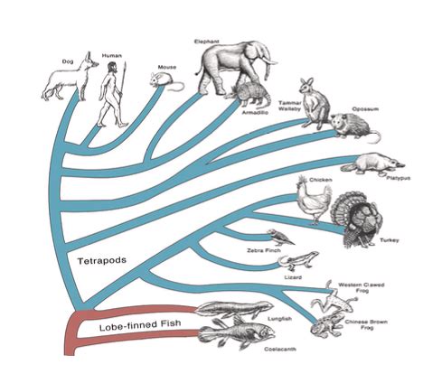 Phylogenetics Flashcards Quizlet