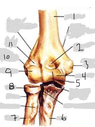 Ap Elbow Diagram Quizlet