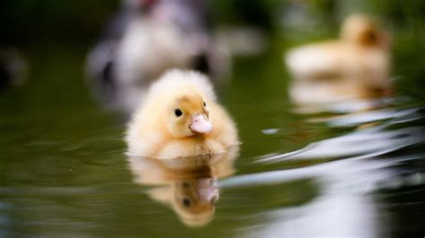 Baby Ducks Wallpaper Images