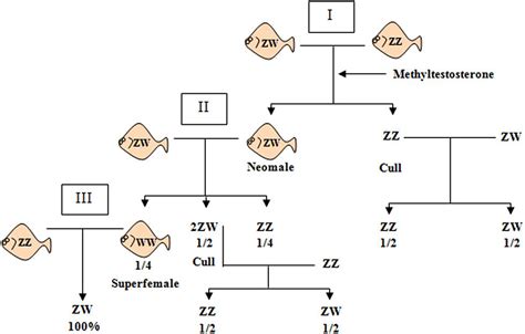 Frontiers Genetic Architecture Of Sex Determination In Fish Applications To Sex Ratio Control
