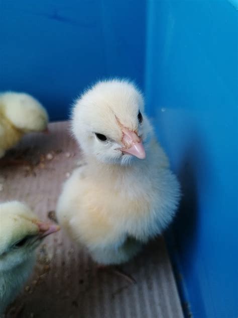 Animal Nature Chick - Free photo on Pixabay
