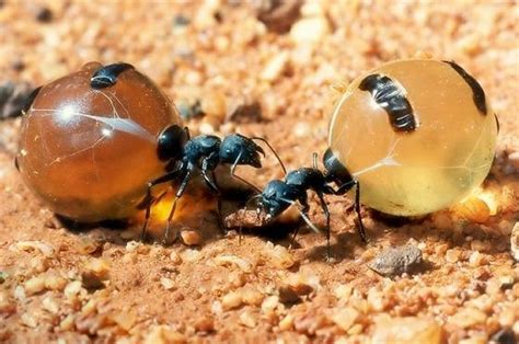 Hormigas Mel Feras Un Abdomen Tan Grande Como Una Uva Ants Creepy