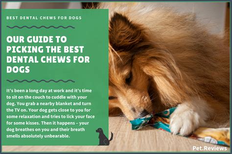 dental chews treats  dogs   vet recommended pick
