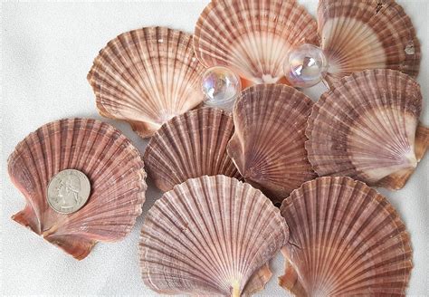 Flat Scallop Seashells Flat Scallop Shells Large Scallop Sea