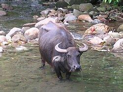 categorycarabao wikimedia commons