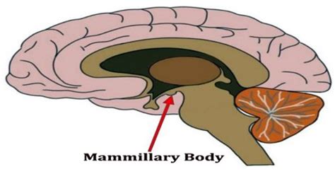 Mammillary Body - Assignment Point