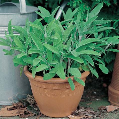 David Domoney Get Growing Sage From Mr Fothergills Seeds And Plants