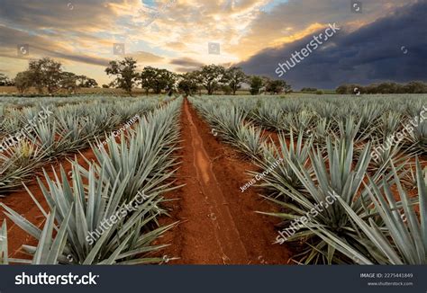 Agave Definition Uses Facts Britannica 59 OFF