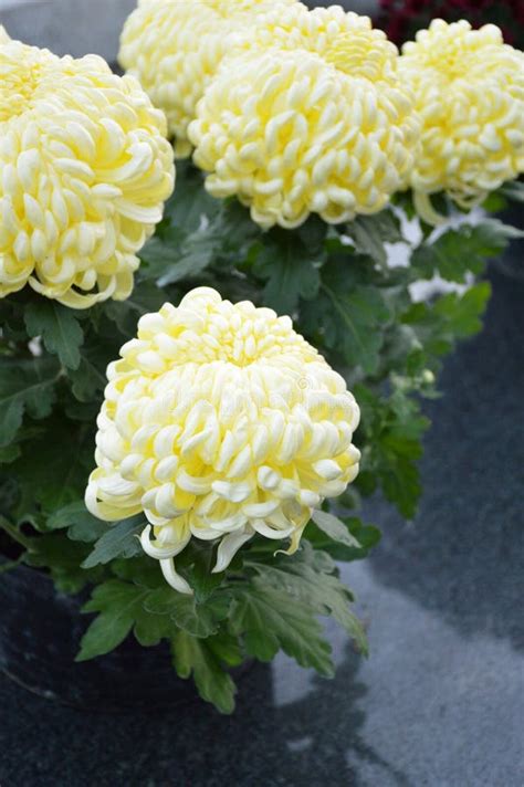 630 All Souls Day Flowers Stock Photos Free And Royalty Free Stock