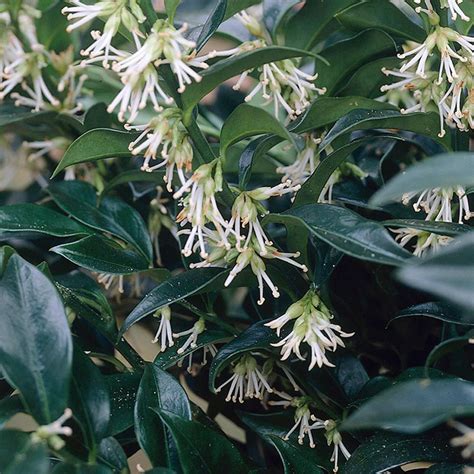 Sarcococca Agrifor Snc