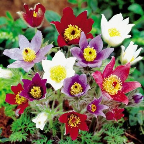 Dianthus Gypsy Full Pot Of Flowers