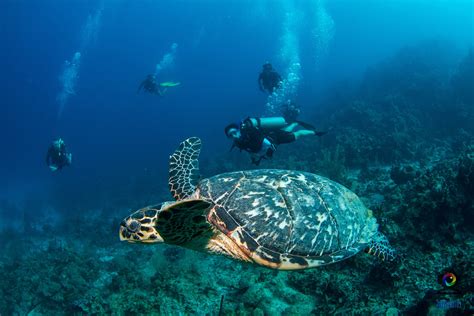 CRUISE SHIP VISITORS - Clearwater Adventures Roatan | West BayRoatan