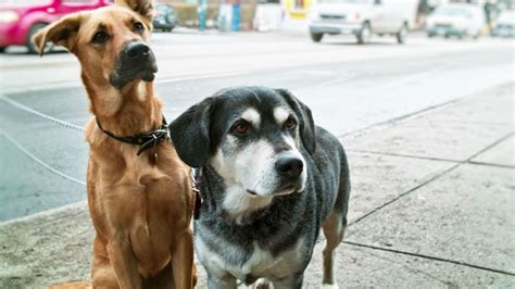 Corte Confirma Rechazo A Demanda De Vecino Por Mordedura De Perro En La