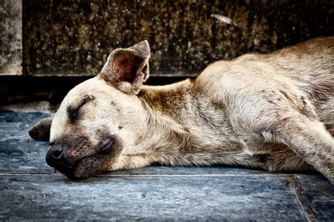 Perro Abandonado Triste Viejo Foto De Archivo Imagen De Mezclado