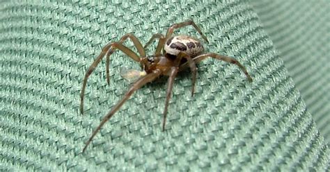 Britains Most Dangerous Spider Left Schoolboy 11 Delusional And