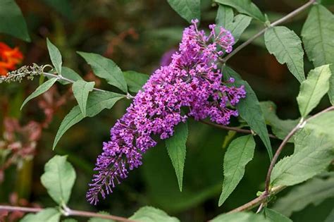 Purple Flowering Shrubs For Sale Buying Growing Guide Trees