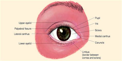 Structure Of Eye External And Internal Structure Of The Eyes