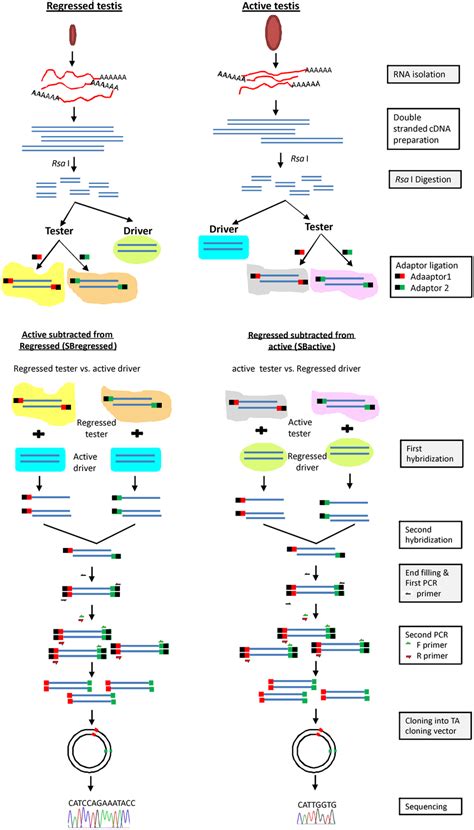 Flowchart Of Subtractive Hybridization Protocol For Lizard Testicular