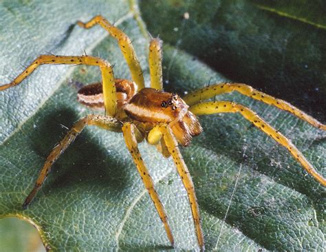 Flying Spiders | British Arachnological Society