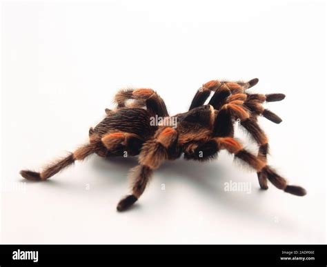 tarantula family theraphosidae tarantulas  large hairy spiders