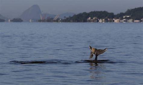 Popula O De Golfinhos Da Ba A De Guanabara Sofre Redu O De Em