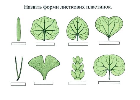 Форма листовой пластинки - фото и картинки: 70 штук