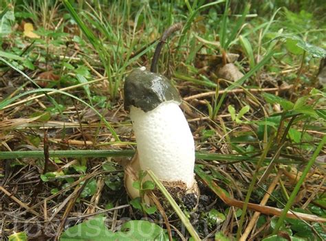 Phallus impudicus, Веселка обыкновенная