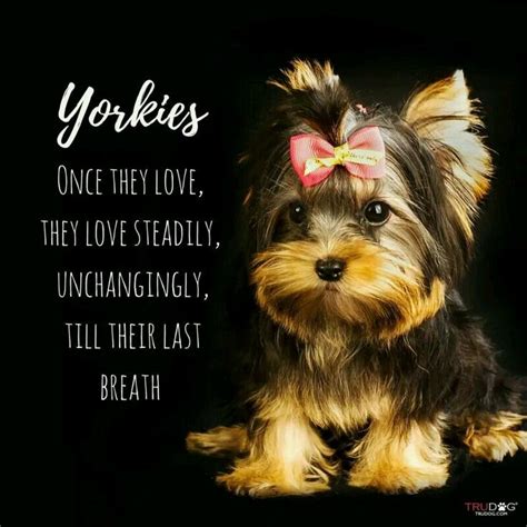 Janine Visser Blessed To Have Yorkies In My Life Yorkie Welpen Yorkie