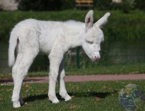В немецком зоопарке родился ослик-альбинос | Фото | Хорошие новости про ...