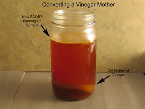 How To Use Extra Vinegar Mother Seven Great Choices Urban Fermentation