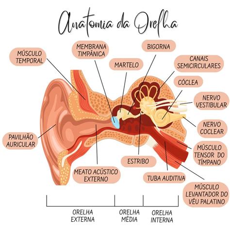 Diferença Entre Orelha E Ouvido - ANATOMIA DA ORELHA | Anatomia do ouvido, Fonoaudiologia exercicios ...