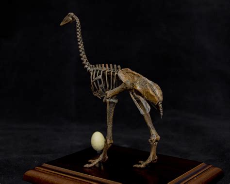 120 Aepyornis Skeleton Model Lana Time Shop