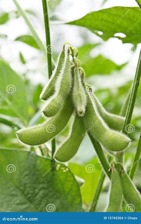 soy bean plant stock photo image  agriculture field