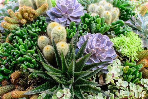 T Amazing Cactus Garden Ideas You Could Try For Your Backyard Red